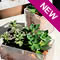 Frost Terrarium Pot