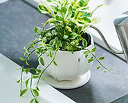 Sen Plates セン プレート 丸